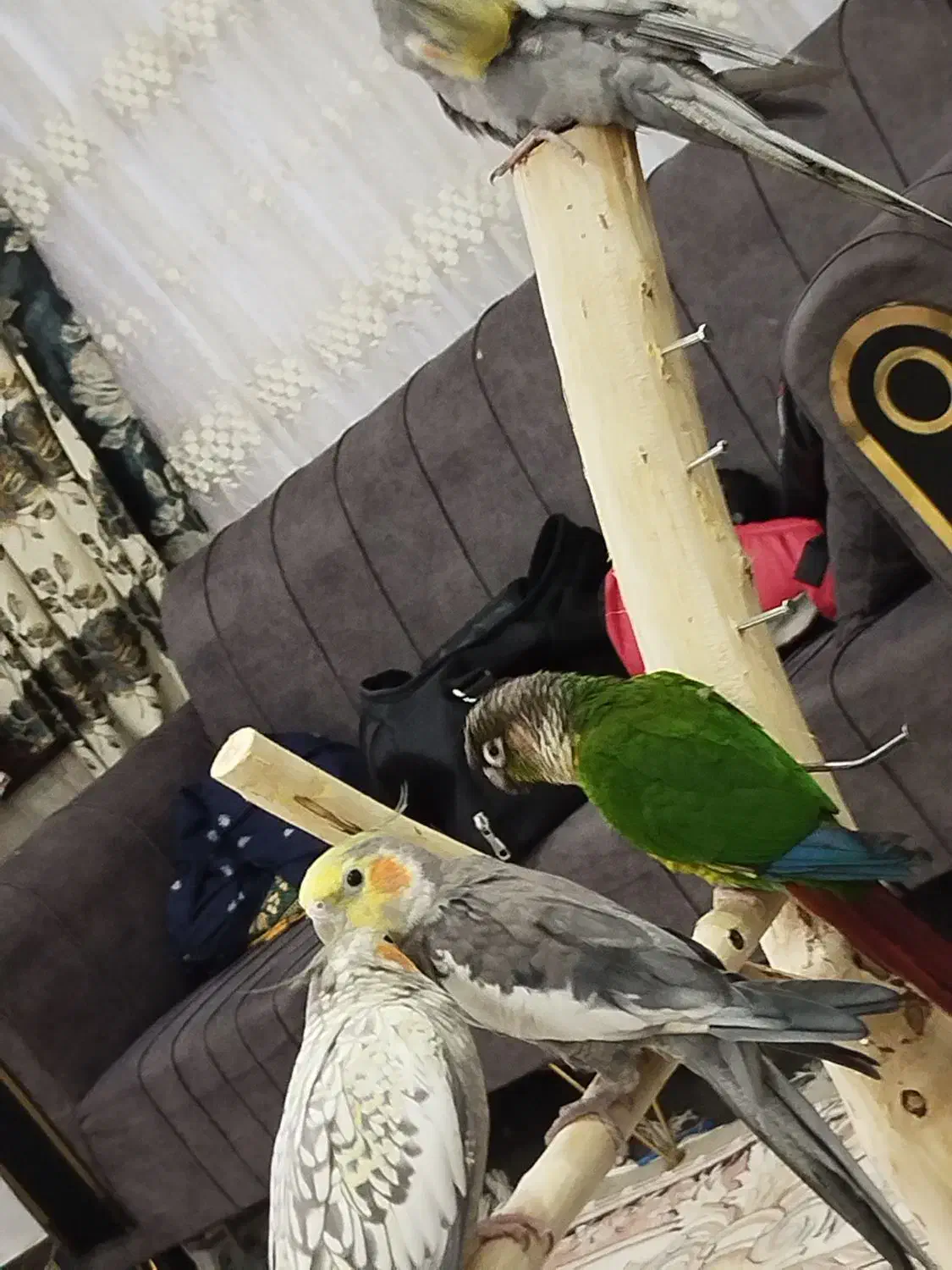 گرینچیک|پرنده|نسیم‌شهر, |دیوار