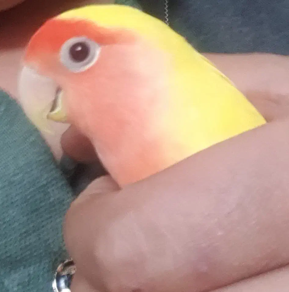 گمشده|پرنده|تفت, |دیوار