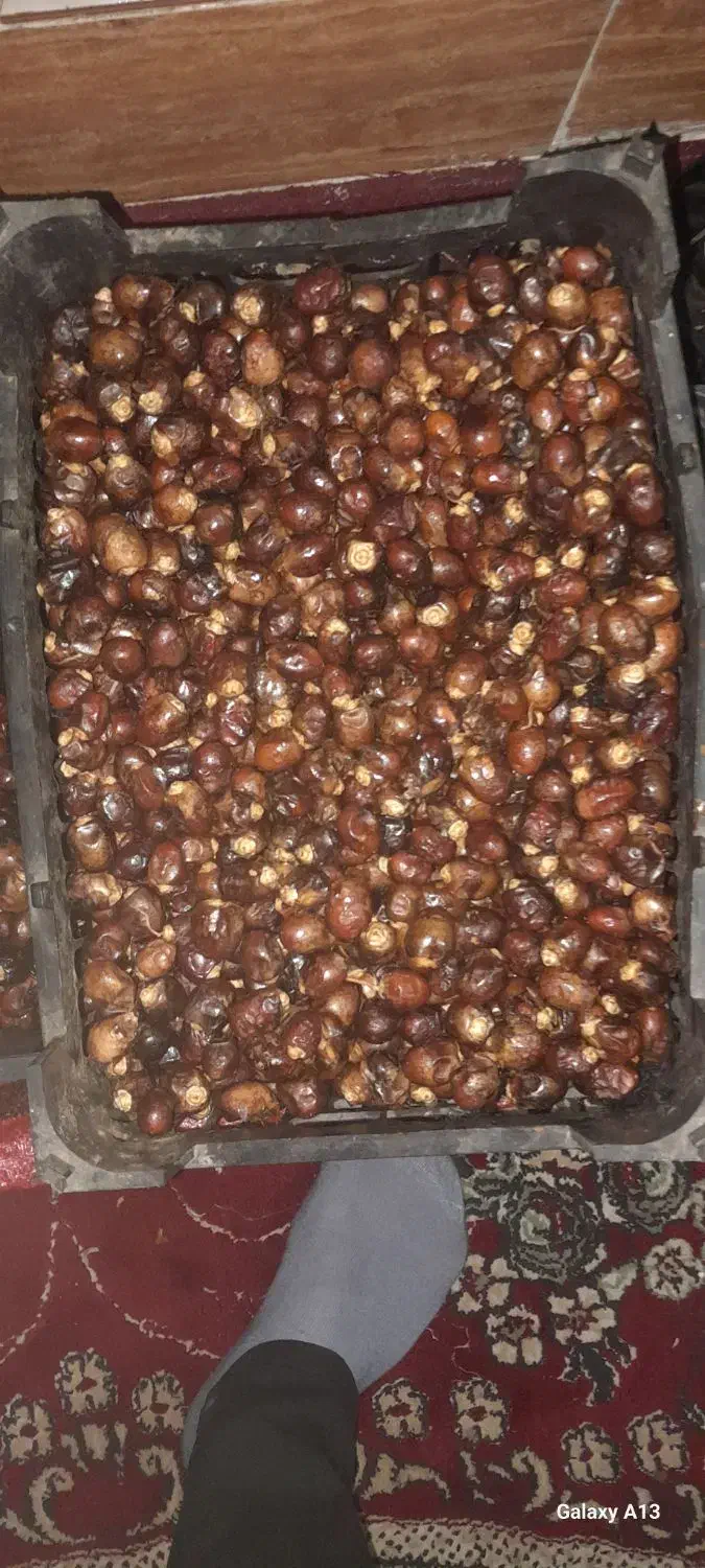 خرما .رطب|خوردنی و آشامیدنی|اهواز, شهرک رزمندگان|دیوار