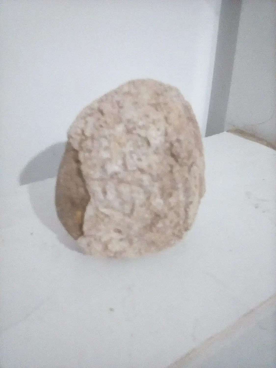 سنگ  فسیل|جواهرات|پرند, فاز ۴|دیوار