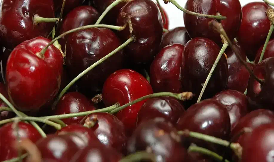 فروش نهال اصلاح شده|خدمات باغبانی و درختکاری|تهران, خرمشهر|دیوار