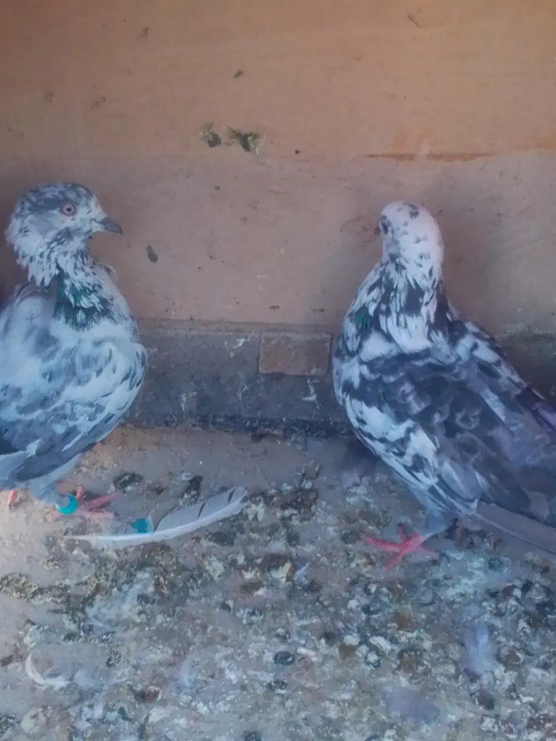 کفتر پرشی 200هزار|پرنده|ایرانشهر, |دیوار