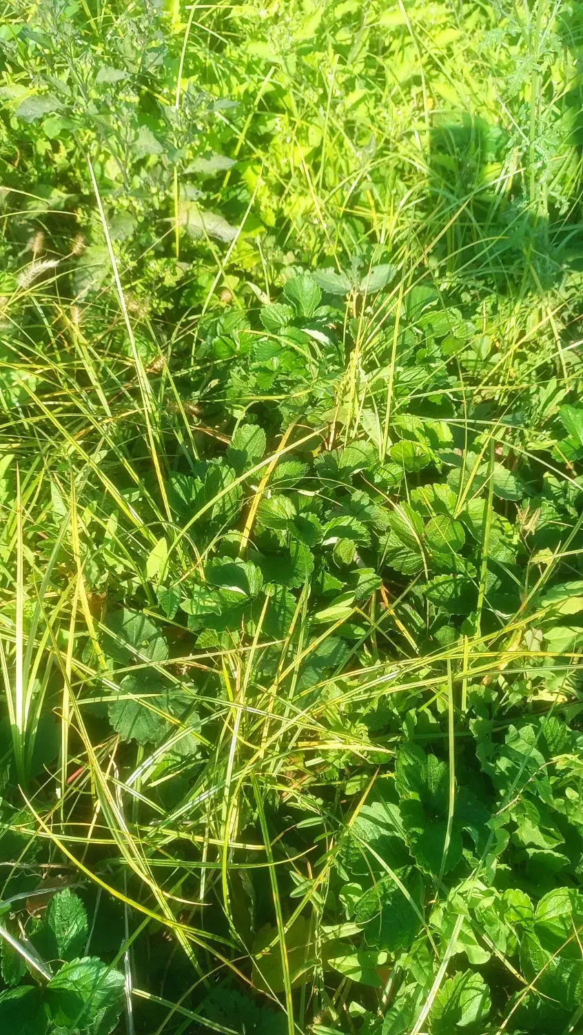 نهال توت فرنگی سابرینا|خدمات باغبانی و درختکاری|خان ببین, |دیوار