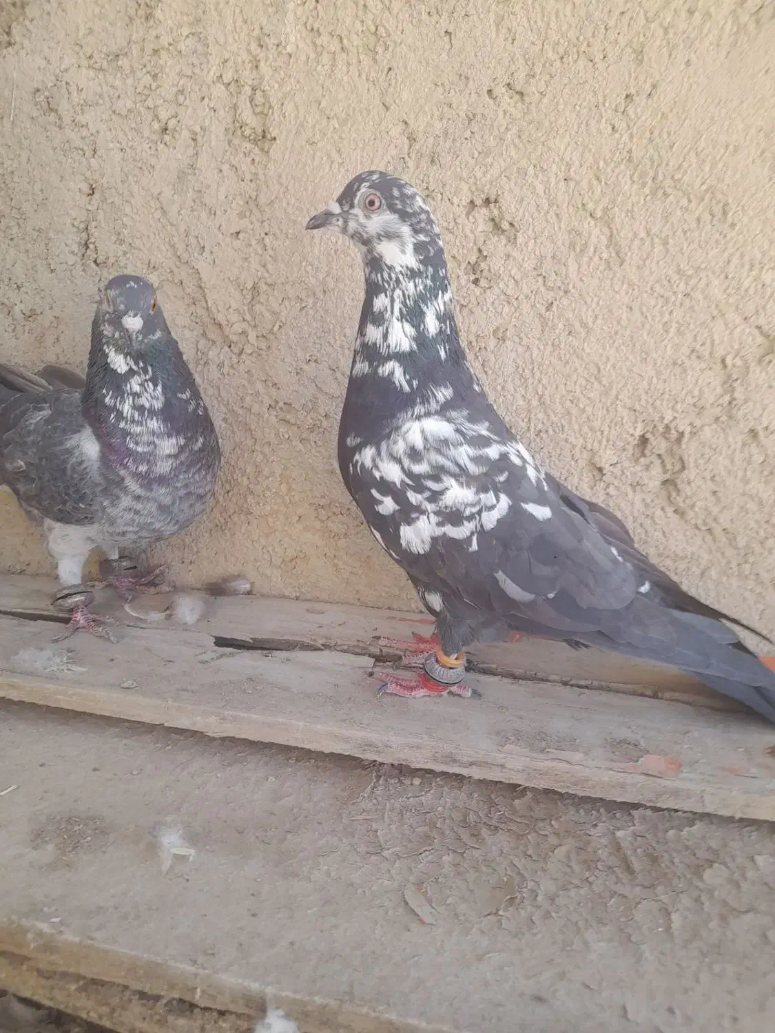 یک جفت سوسکی|پرنده|شیروان (خراسان), |دیوار