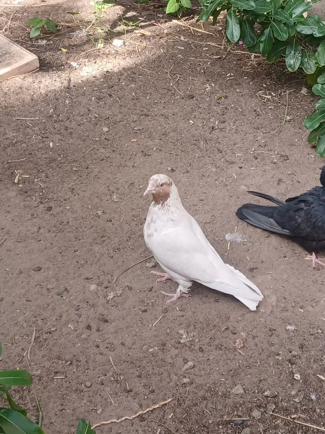 کبوتر|پرنده|بم, |دیوار