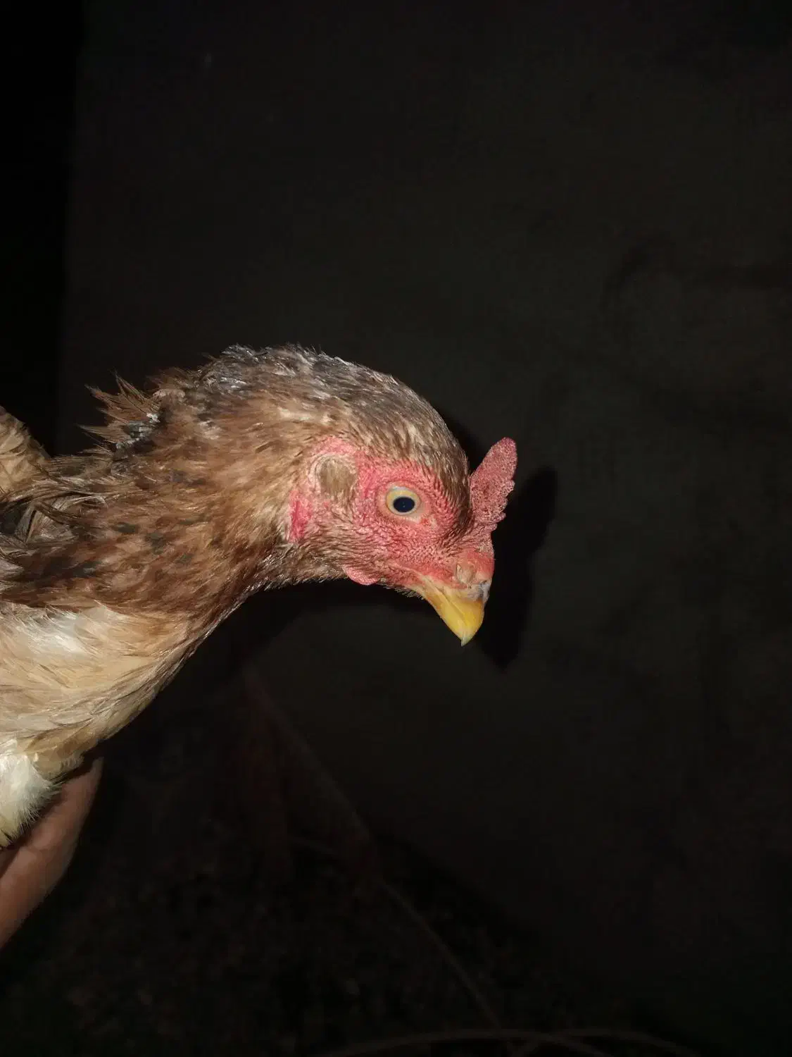 مرغ چابهاری|حیوانات مزرعه|میناب, |دیوار