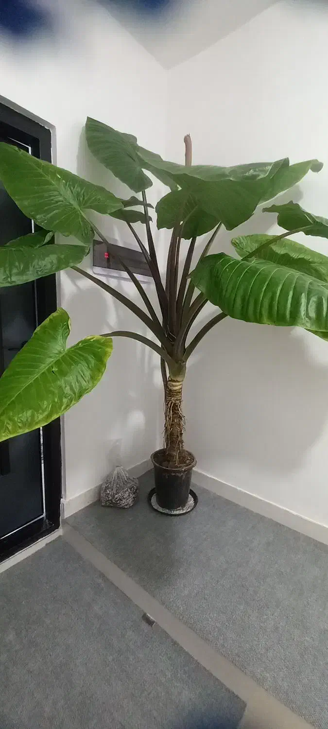 گل بابا آدم|گل و گیاه طبیعی|رشت, حمیدیان|دیوار