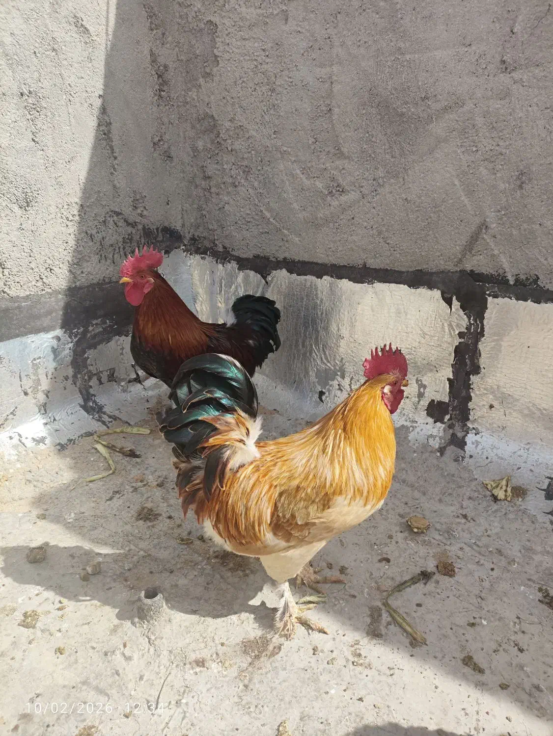 .خروس .جوان.|حیوانات مزرعه|شیراز, کوشک میدان|دیوار