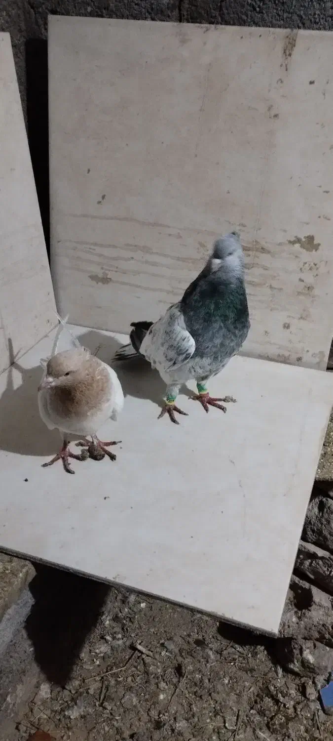 کبوتر|پرنده|مشهد, فرخد|دیوار