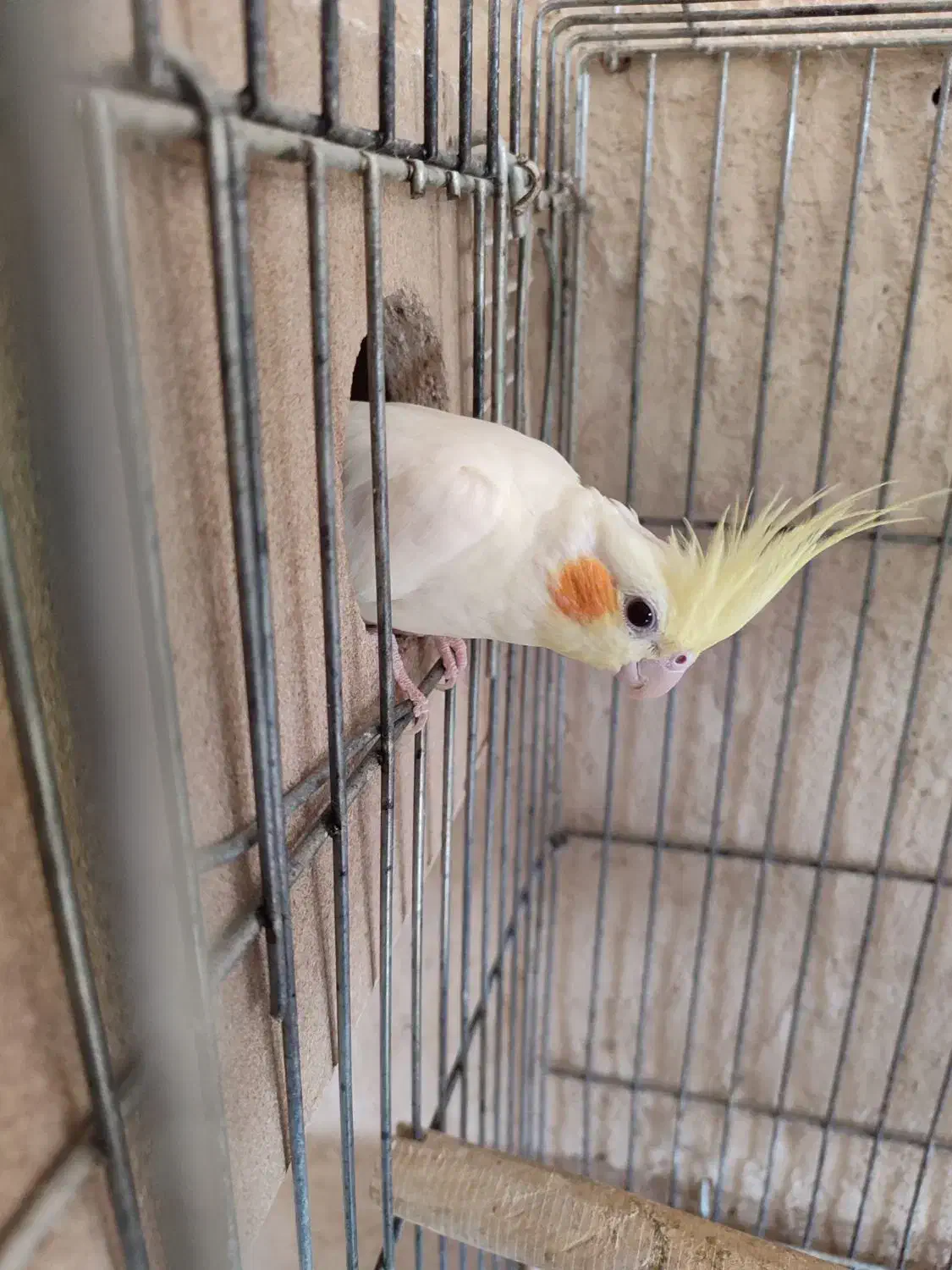 جفت عروس هلندی کارداده|پرنده|یزد, |دیوار