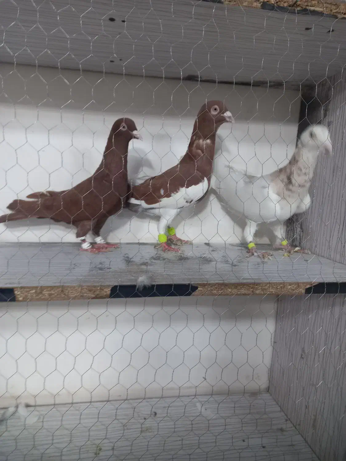 کبوتر قلدور|پرنده|مشهد, امیرآباد|دیوار