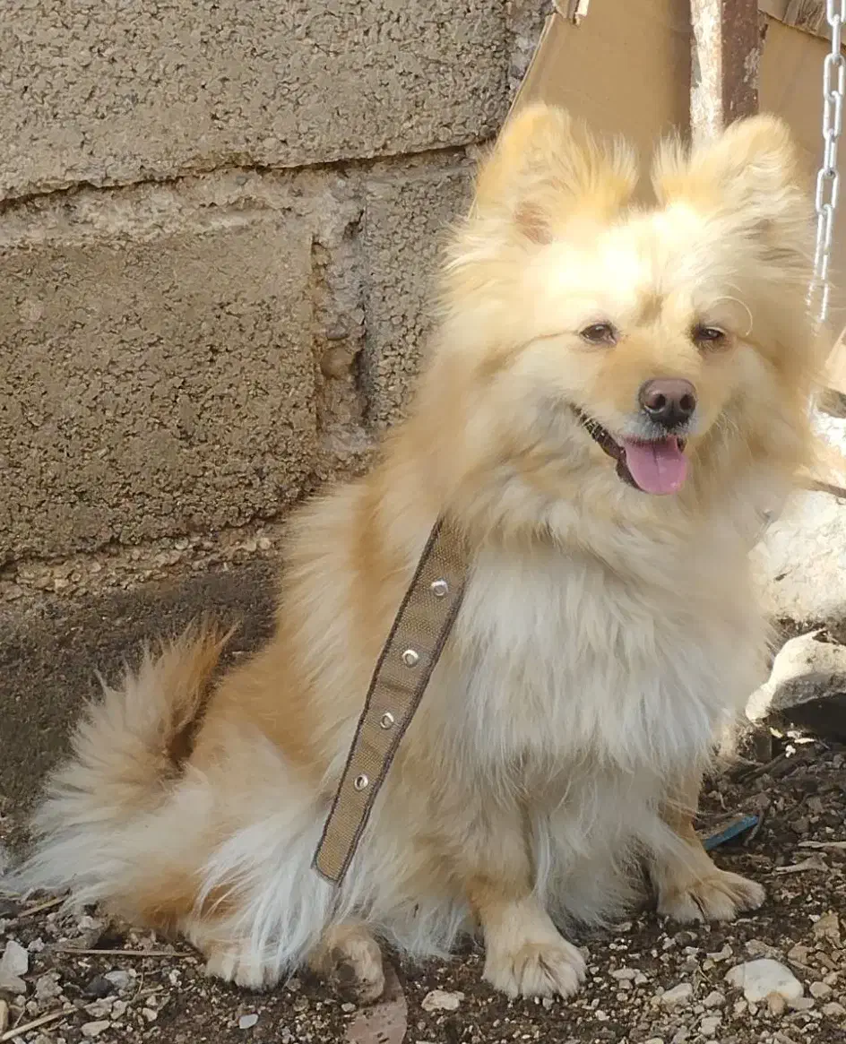 پامر روباهی|سگ|داراب, |دیوار