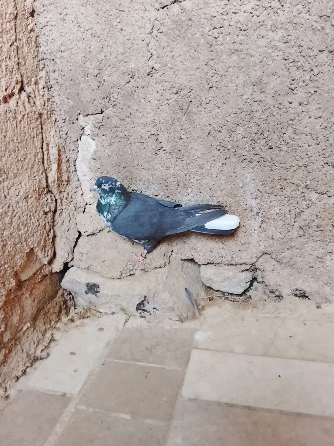 کبوتر|پرنده|نورآباد, |دیوار