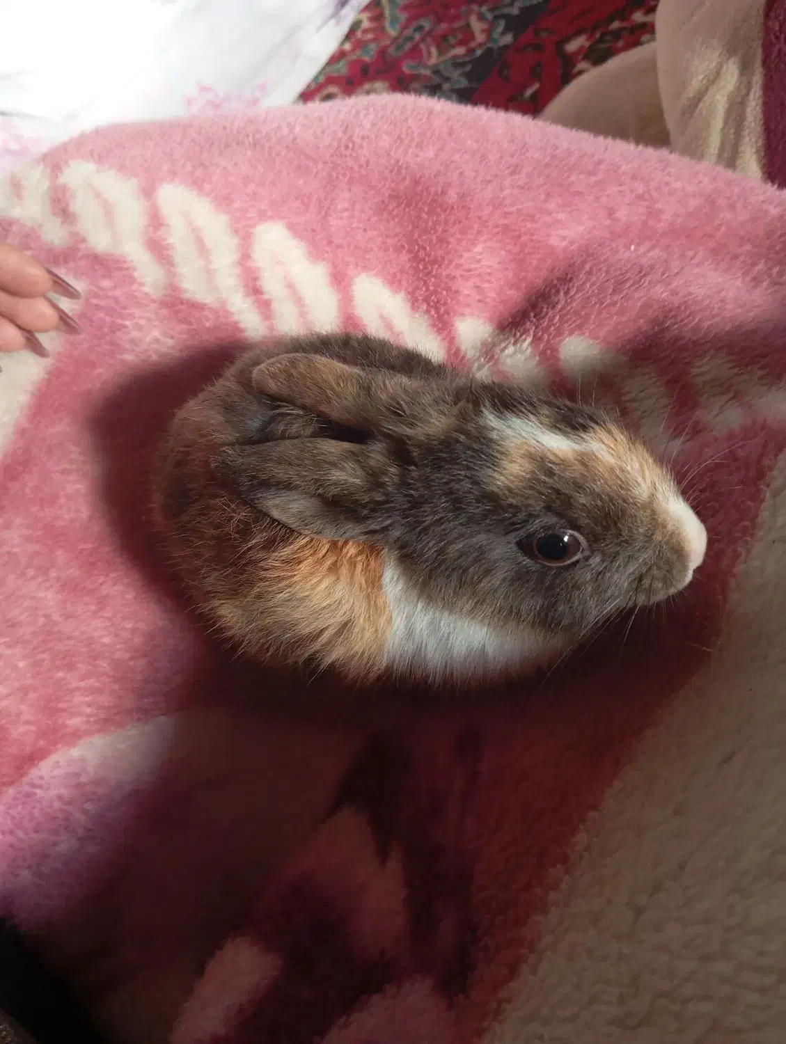 خرگوش|موش و خرگوش|اسفراین, |دیوار