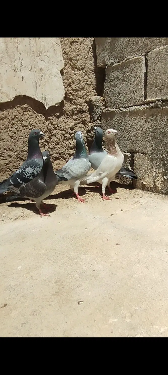 کبوتر|پرنده|درودزن, |دیوار