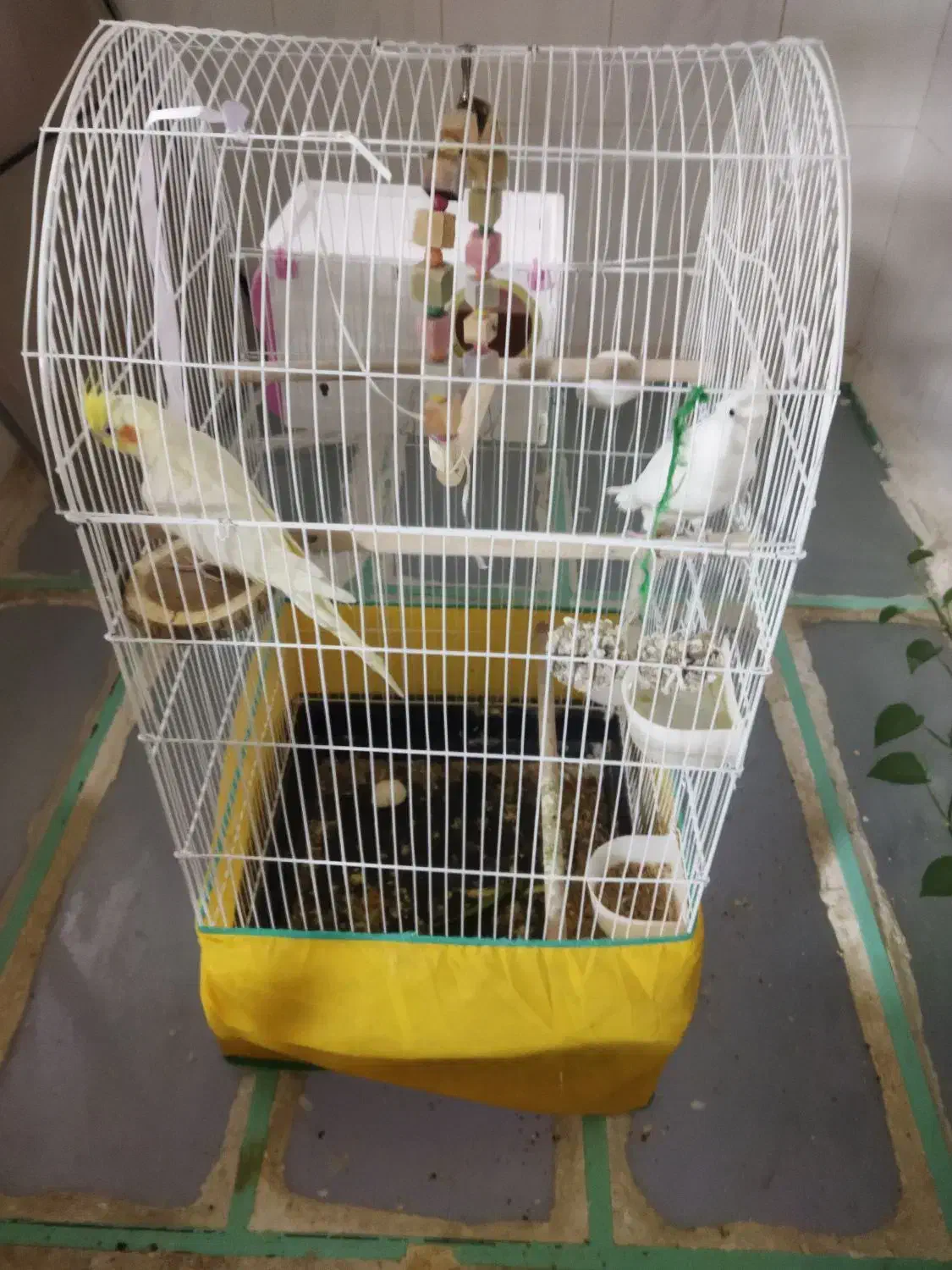 عروس هلندی|پرنده|سنقر, |دیوار