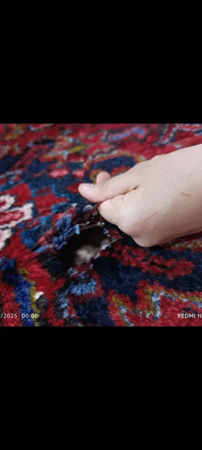 فرش شربیان 12 متری|فرش|میاندوآب, |دیوار