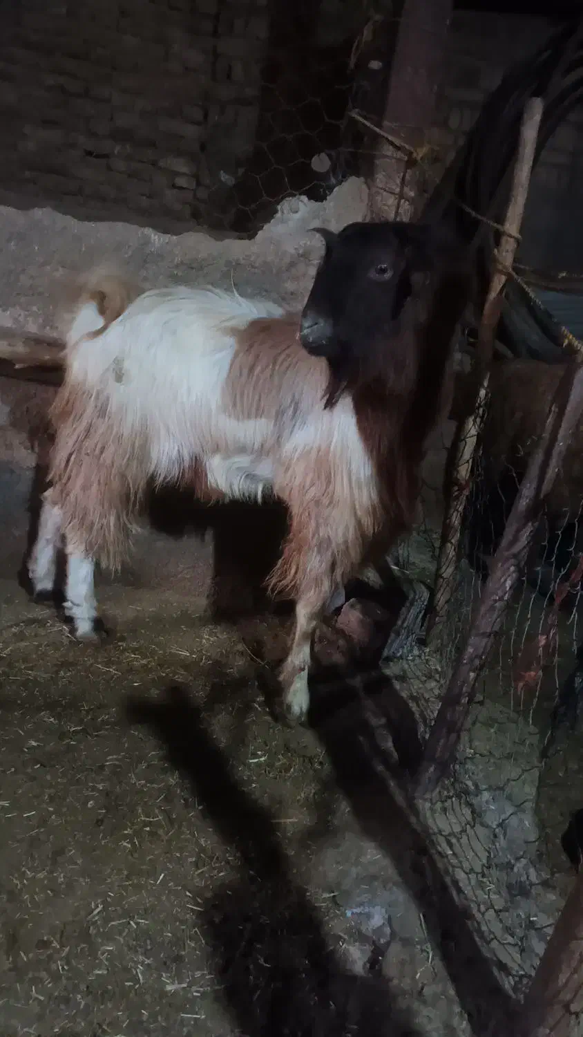 بز نر یک ساله|حیوانات مزرعه|پیر سلیمان, |دیوار