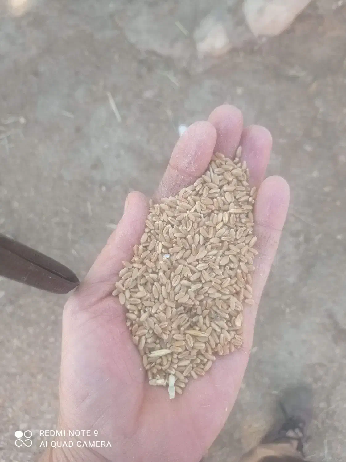 گندم درجه یک|خدمات باغبانی و درختکاری|چگنی, |دیوار