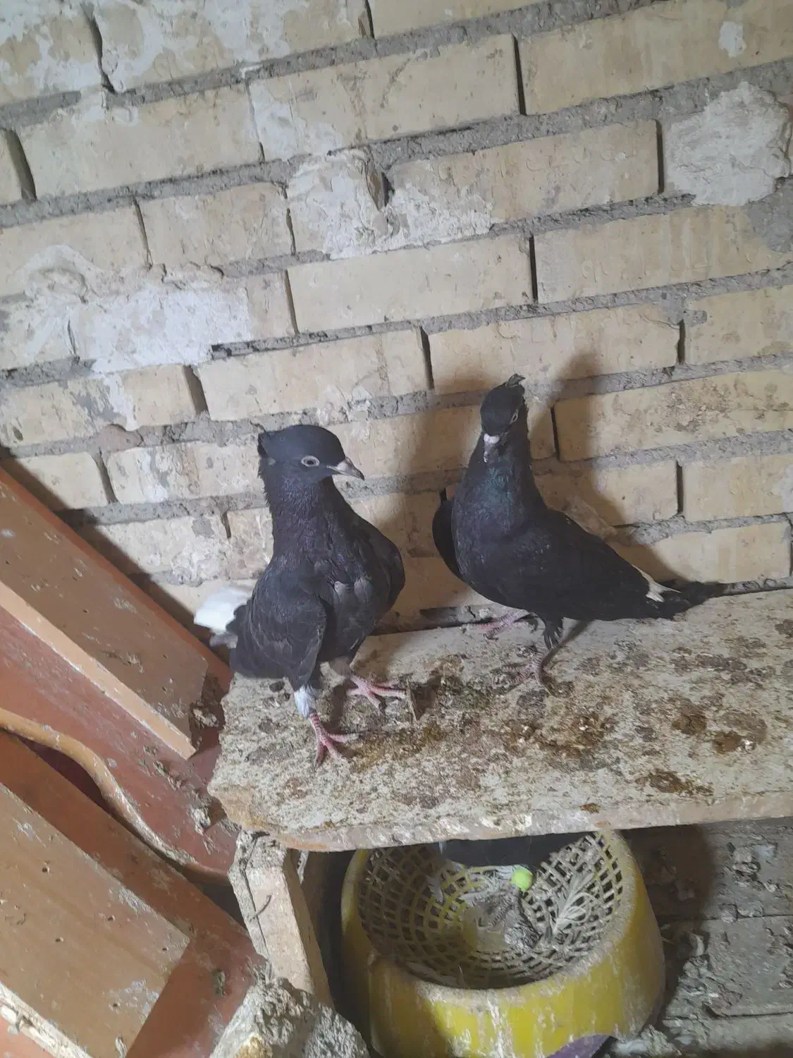 دودم سفیدنر|پرنده|رامشیر, |دیوار