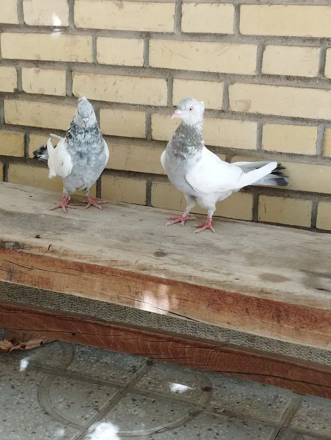 دوتا کفتر سینه ای به شرط|پرنده|شیراز, دروازه قران|دیوار