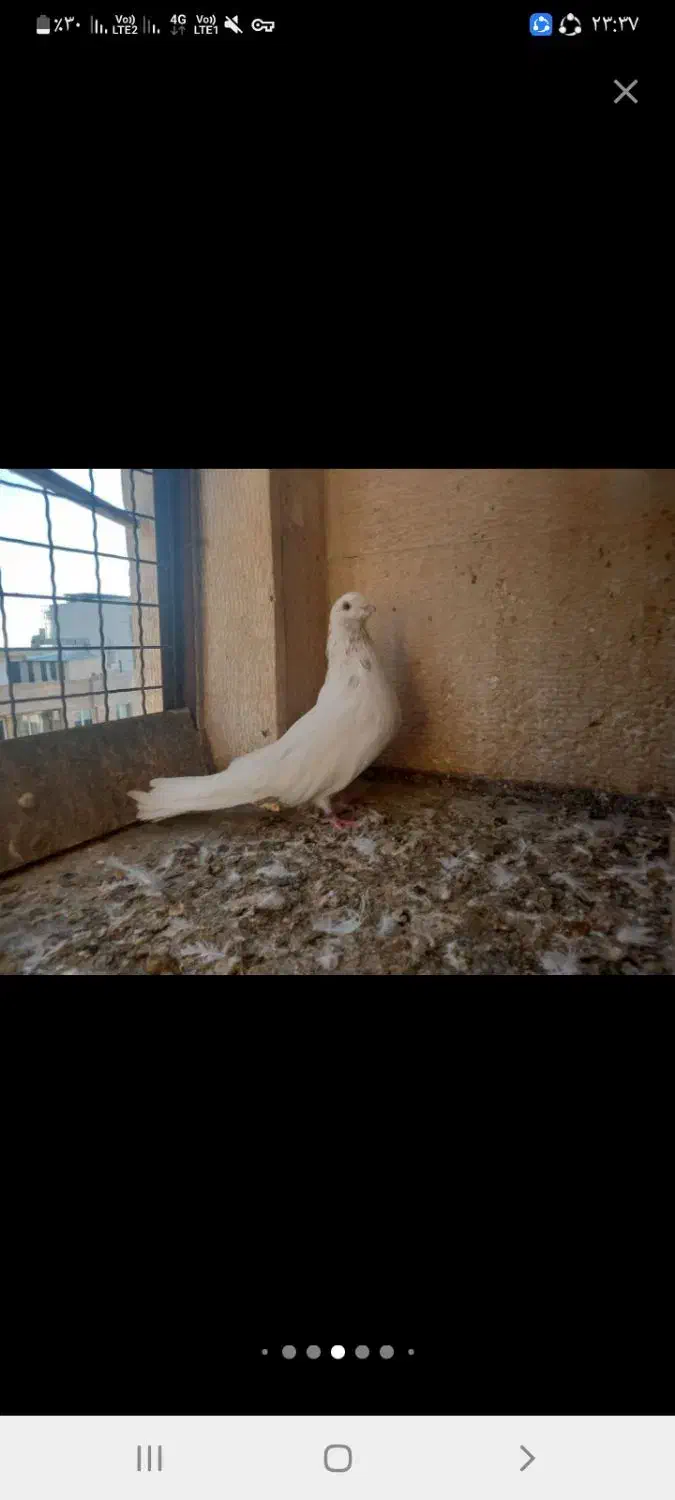 یک جفت نروماده کشیده۴۰سانتی قلدر کله پفکی نک ریز|پرنده|کرج, عظیمیه|دیوار