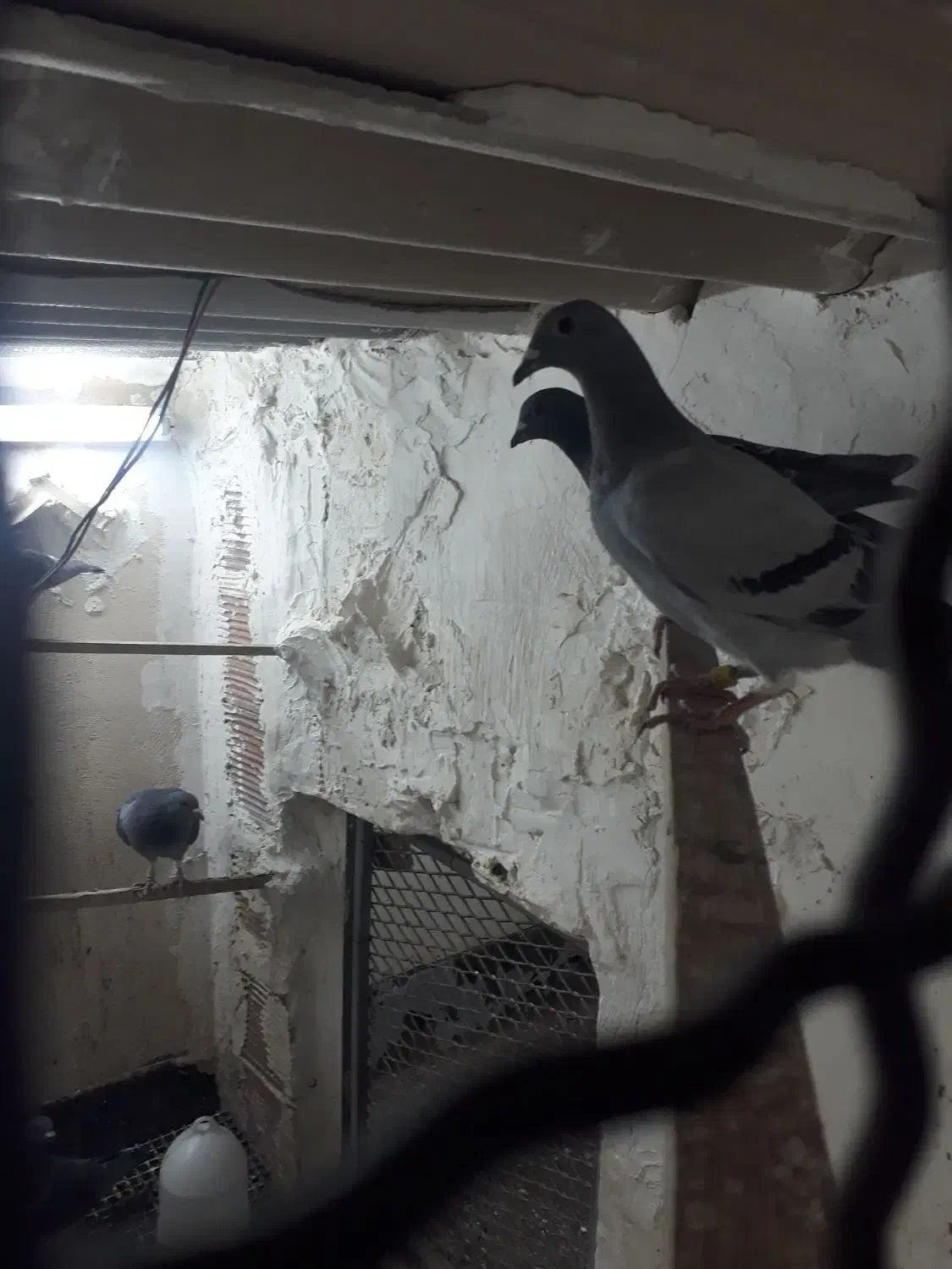 کفتر پلاکی|پرنده|خاوران, |دیوار