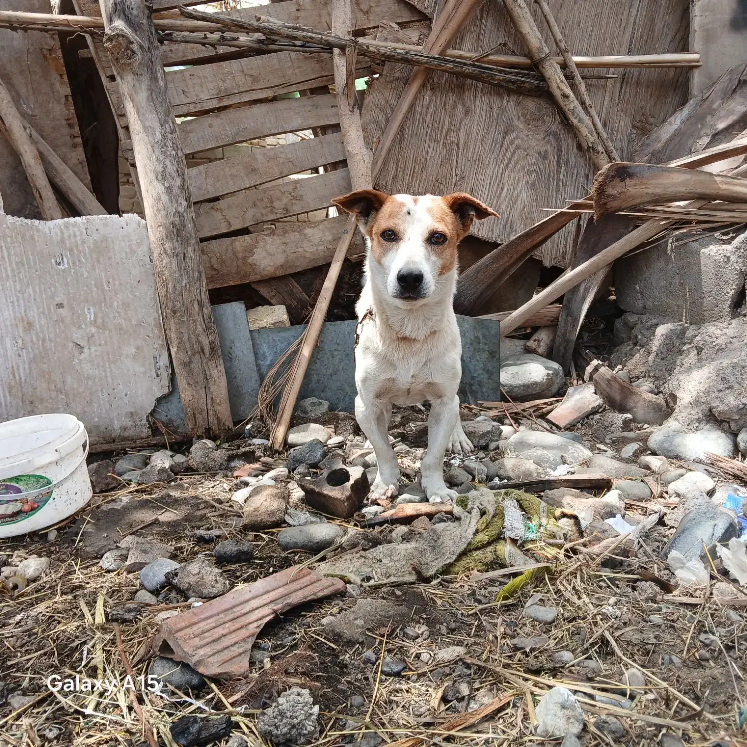 سگ ....|سگ|جیرفت, |دیوار