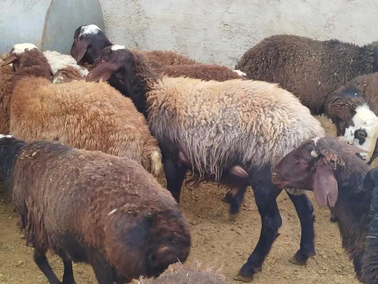 گوسفند زنده بره نر بزغاله سرک دار چاق|حیوانات مزرعه|کرج, کیانمهر|دیوار