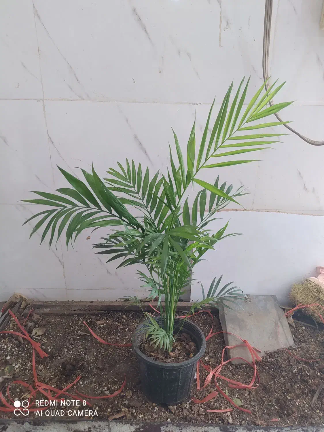 گل و گیاه شامادورا|گل و گیاه طبیعی|اهواز, سیصد دستگاه|دیوار