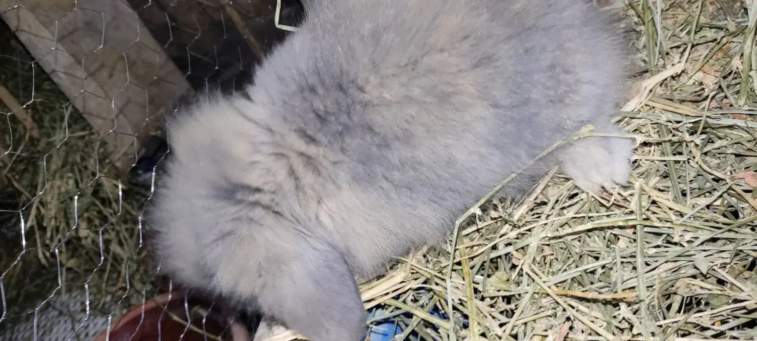 خرگوش لوپ|موش و خرگوش|بندر انزلی, بشمن|دیوار