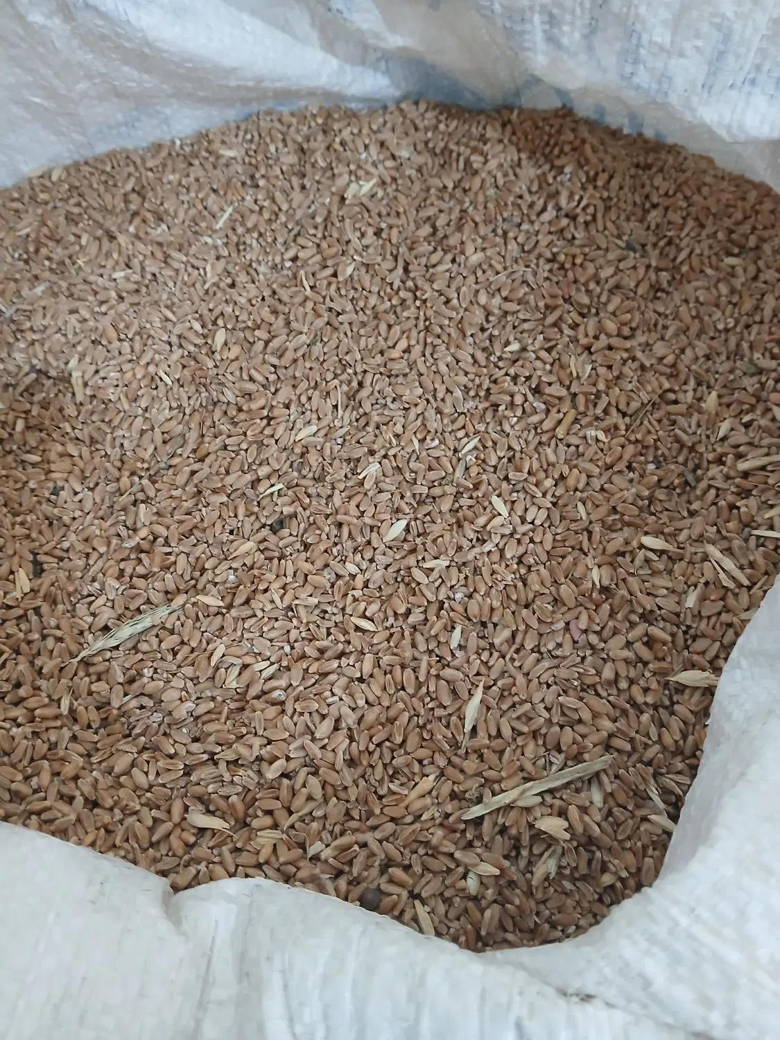 گندم|خوردنی و آشامیدنی|خورموج, |دیوار