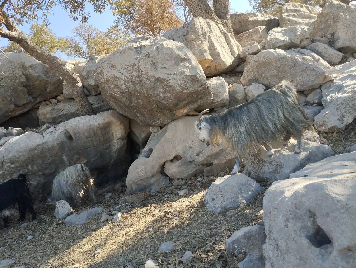 معامله بز با میش|حیوانات مزرعه|ایذه, |دیوار