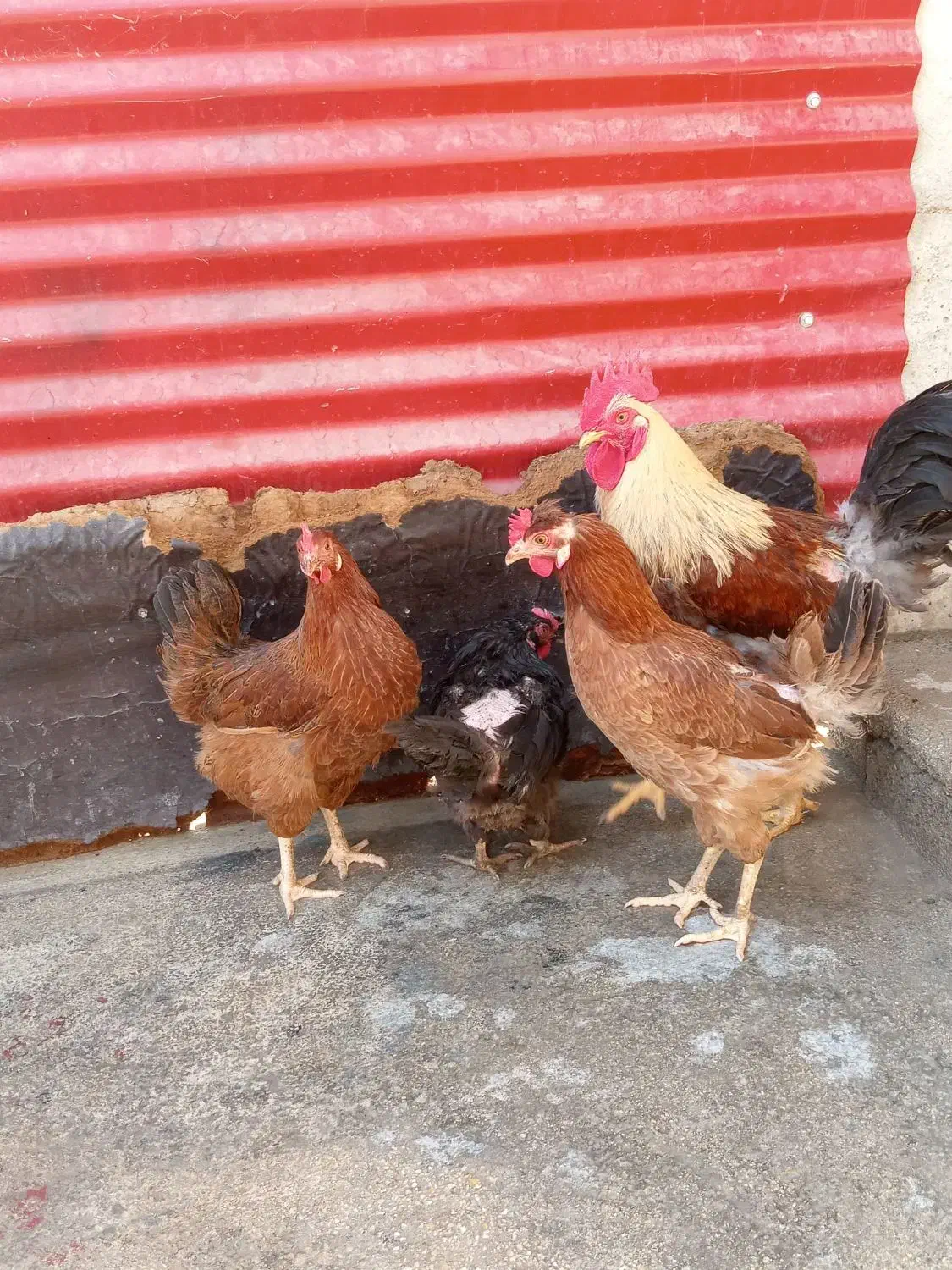 مرغ  چاق وچله|حیوانات مزرعه|برازجان, |دیوار