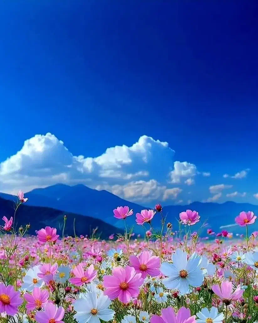 راهنمایی|فعالیت داوطلبانه|شیراز, رکن‌آباد|دیوار