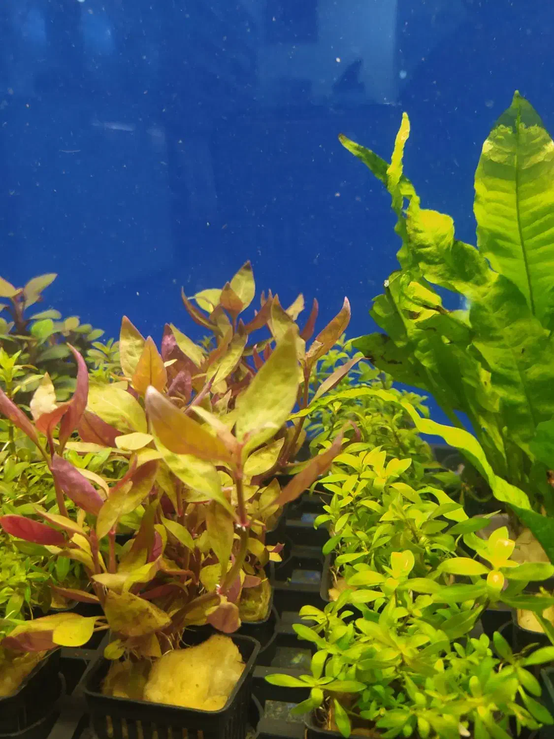 بار جدید گیاه گلدانی آکواریوم رسید|ماهی|زاهدان, |دیوار