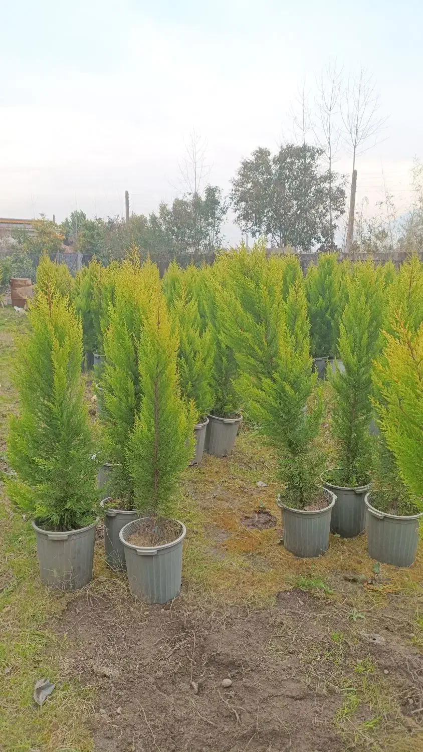 سرو لاوسون|گل و گیاه طبیعی|ماسال, |دیوار