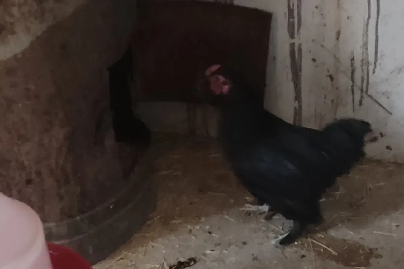 خروس چینی مینیاتوری|حیوانات مزرعه|تفت, |دیوار