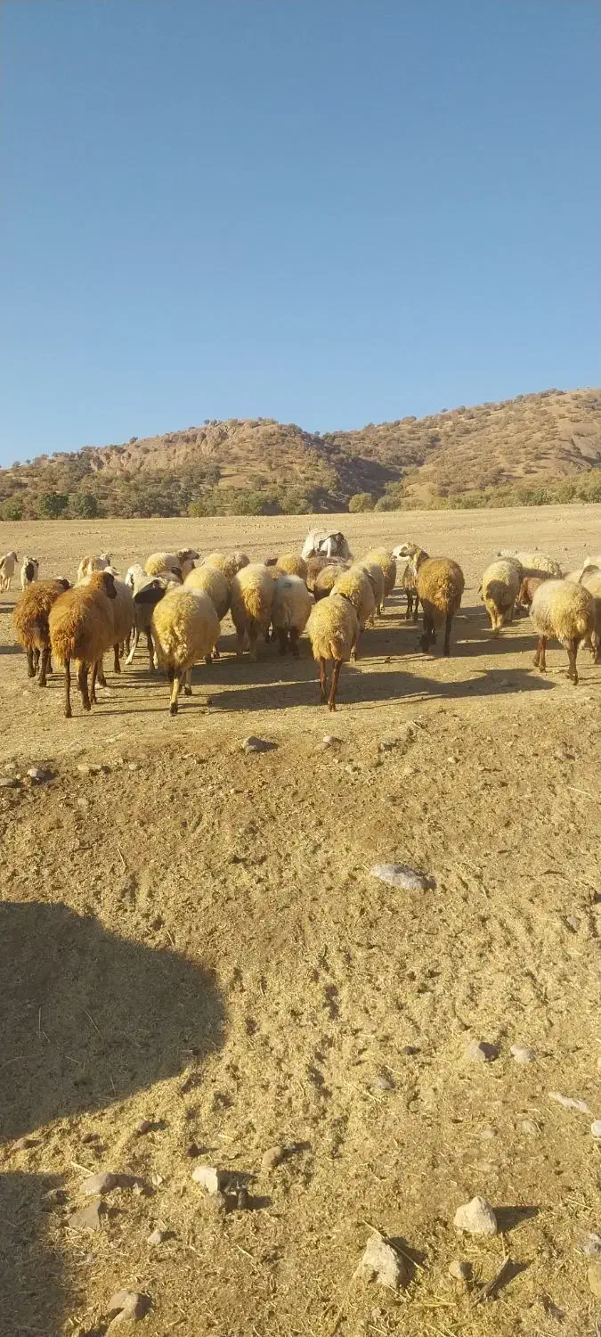 الاغ نر گلیه ای قیمت 8 میلیون به شرط|حیوانات مزرعه|الشتر, |دیوار