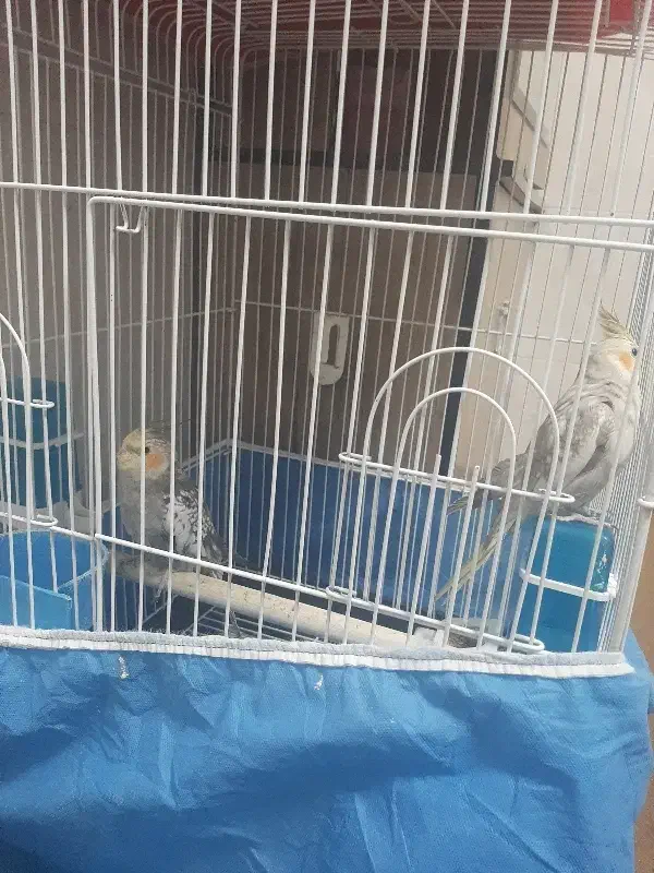 سه عددعروس هلندی بایک قفس 3500000هزارتومان.|پرنده|زنجان, |دیوار