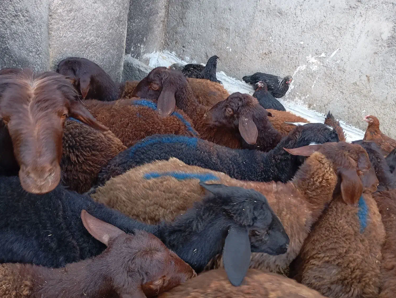 چهارده تاعدد بره ماده|حیوانات مزرعه|میان جلگه, |دیوار