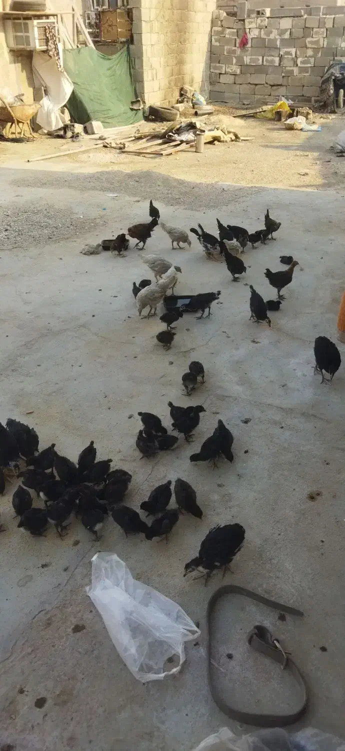 جوجه اصل محلی|حیوانات مزرعه|کاکی, |دیوار