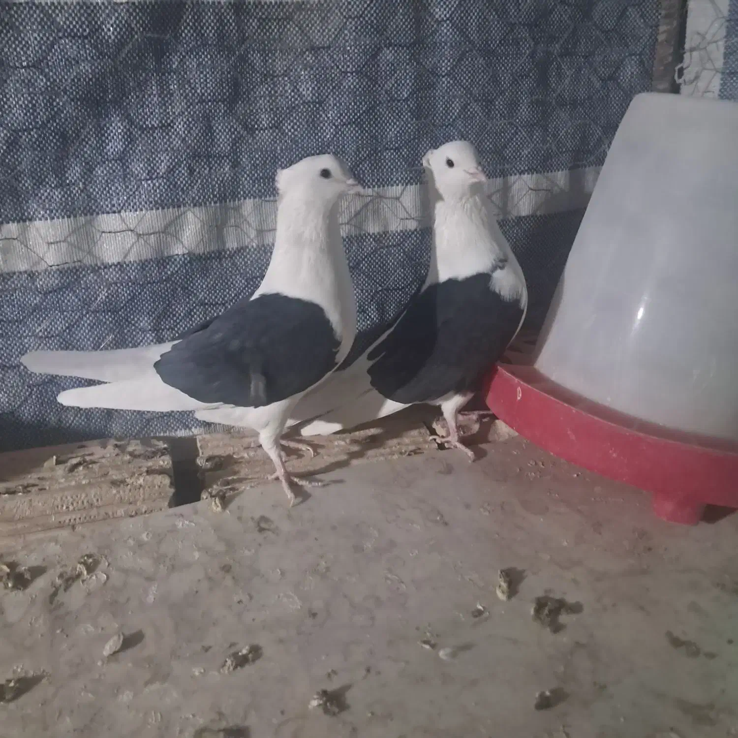 کبوتر دوکتی|پرنده|برخوار, |دیوار