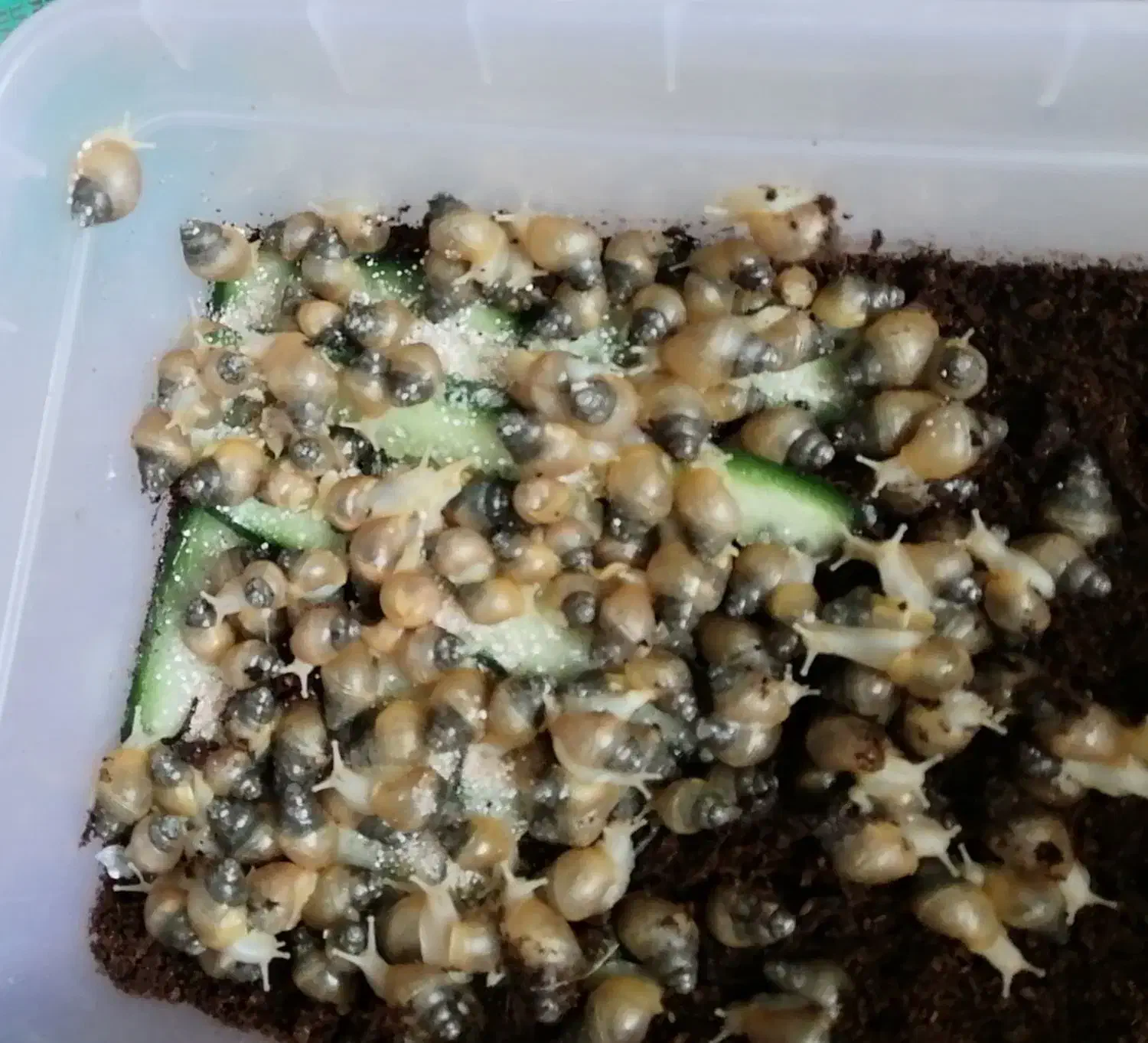 جوجه حلزون اچاچیتا|خزنده|اصفهان, مهدی آباد|دیوار