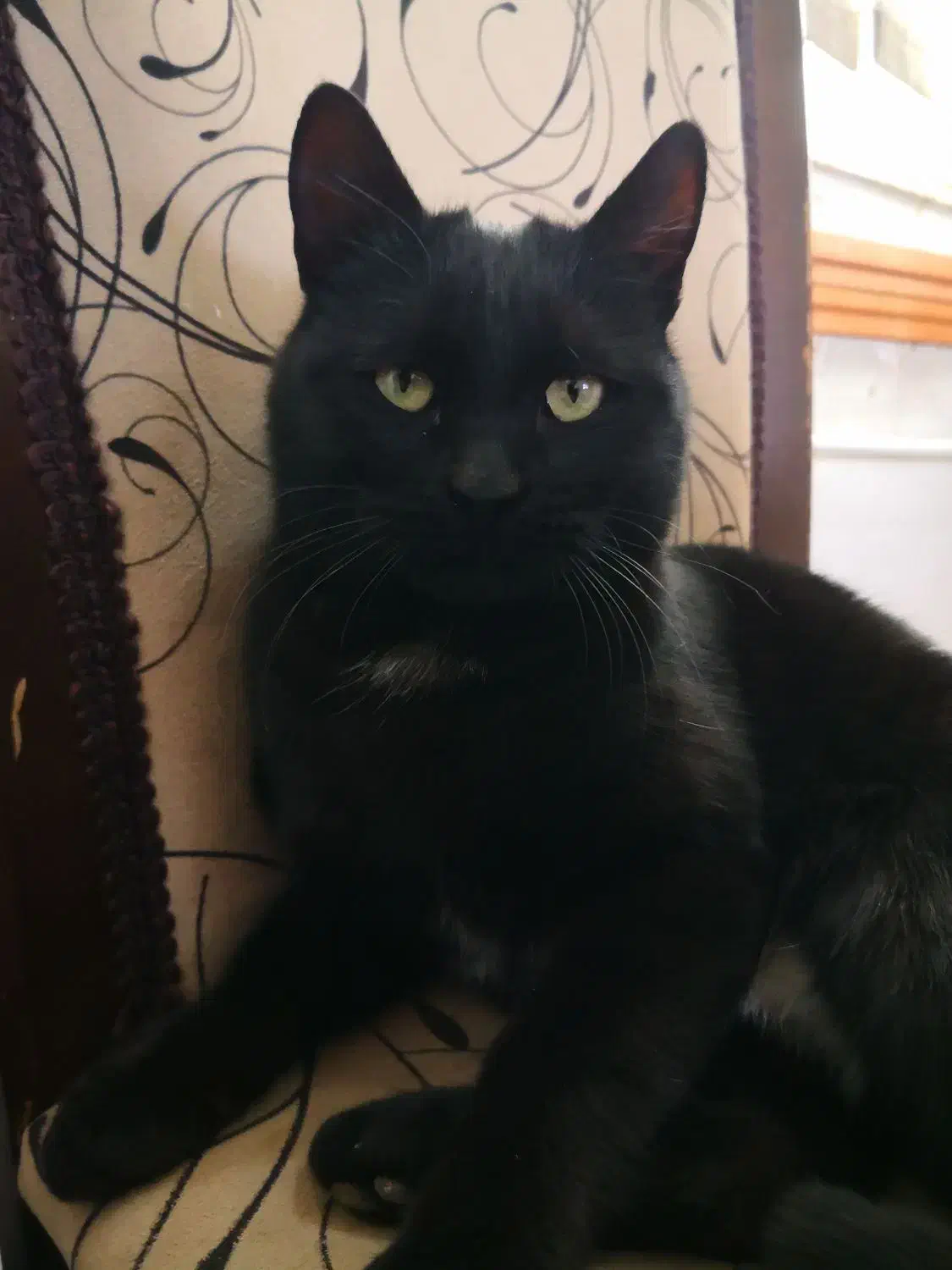 گربه گم شده|حیوانات|تبریز, |دیوار