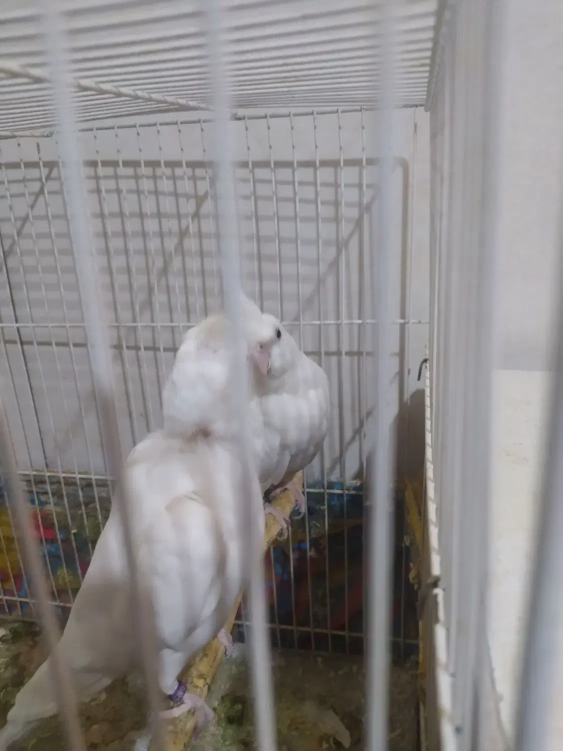 عروس هلندی البینو|پرنده|مشهد, شهید قربانی|دیوار