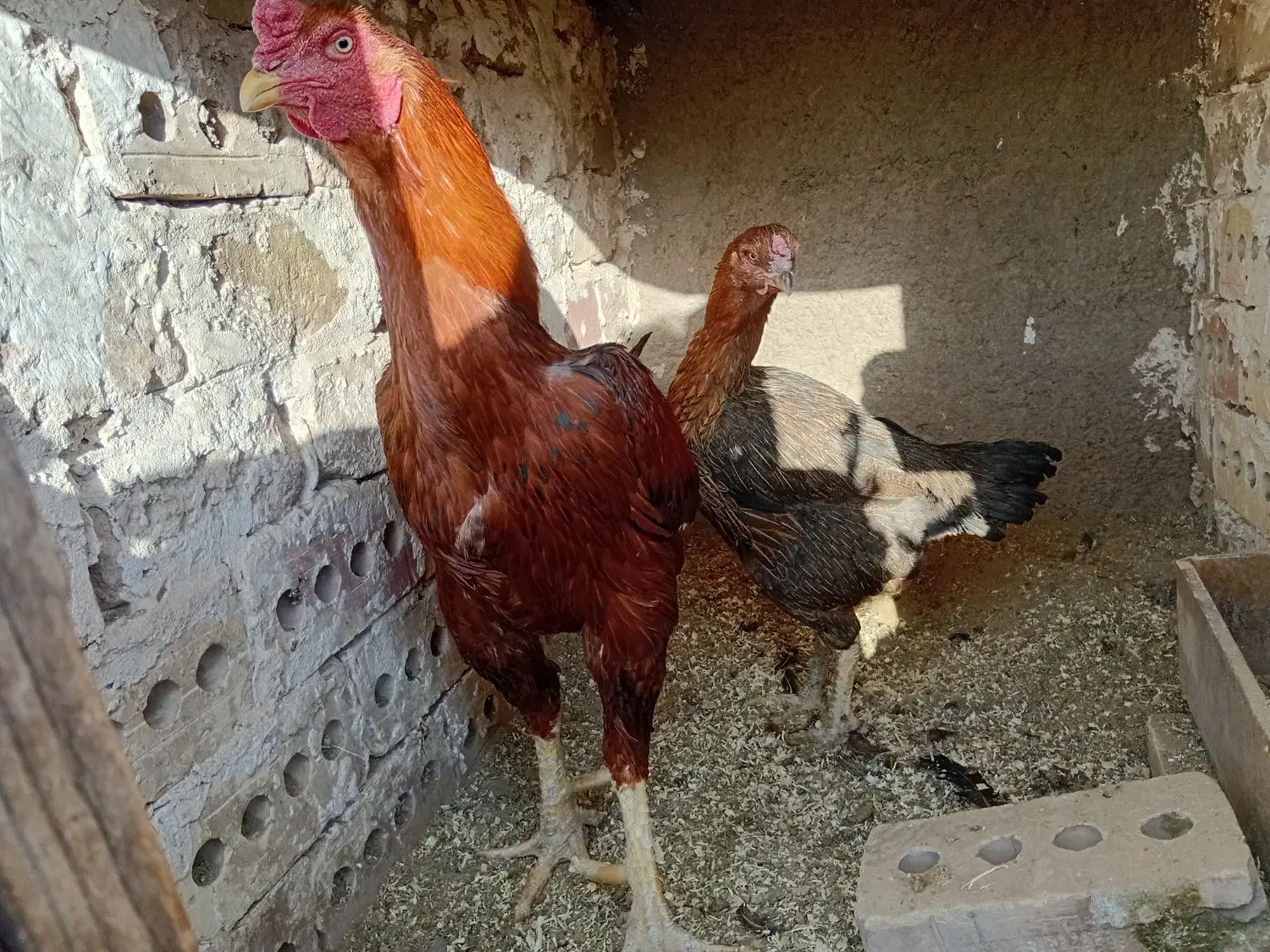 خروس و مرغ لاری|حیوانات مزرعه|تربت جام, والفجر|دیوار