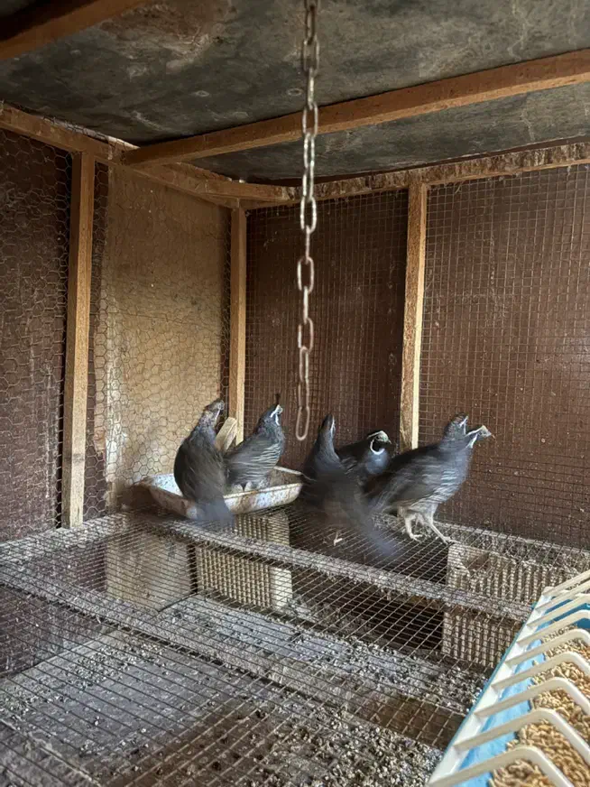 فروش نر بلدرچین کالیفرنیا|حیوانات مزرعه|رامسر, |دیوار