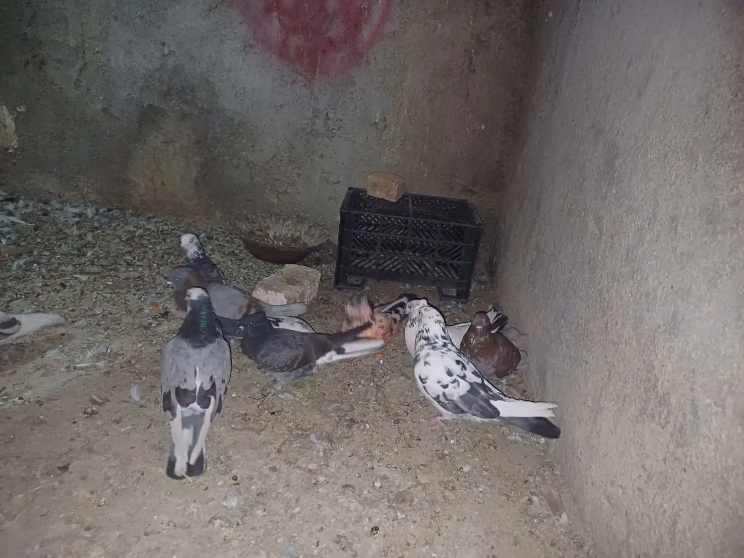 کفتر|پرنده|قره چای, |دیوار