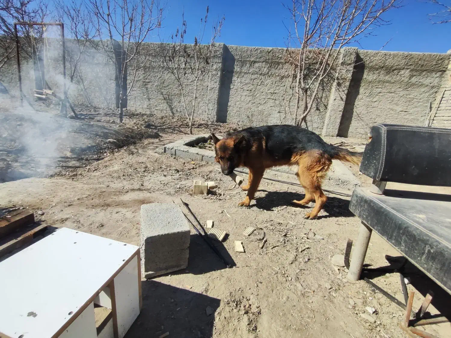 سگ ژرمن نر|سگ|اصفهان, گورت|دیوار